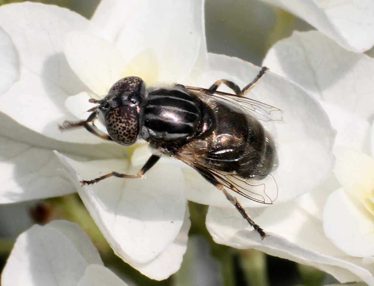Eristalinus aenus ?